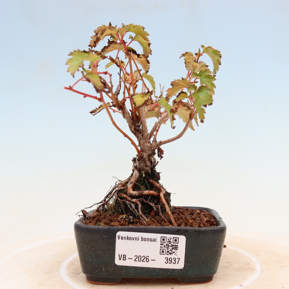 Kültéri bonsai – Stephanandra incisa – Hajlított koronás
