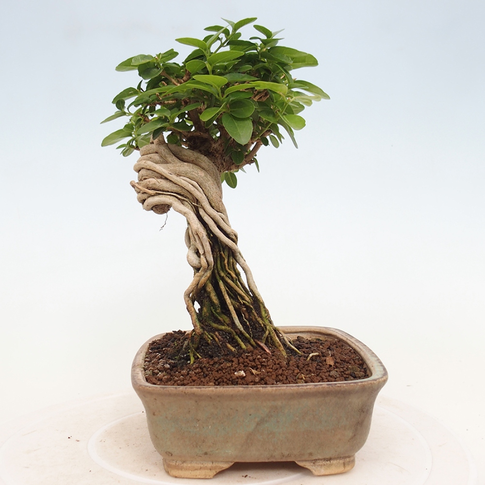 Beltéri bonsai - Premna serratifolia - Kozlovna malolista