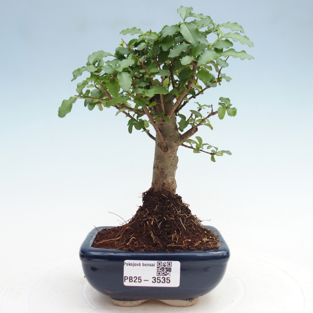 Szobai bonsai -Ligustrum chinensis - Madárcsőr