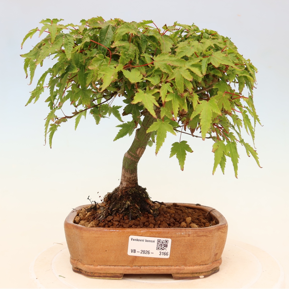 Acer palmatum KIOHIME - Pálma juhar