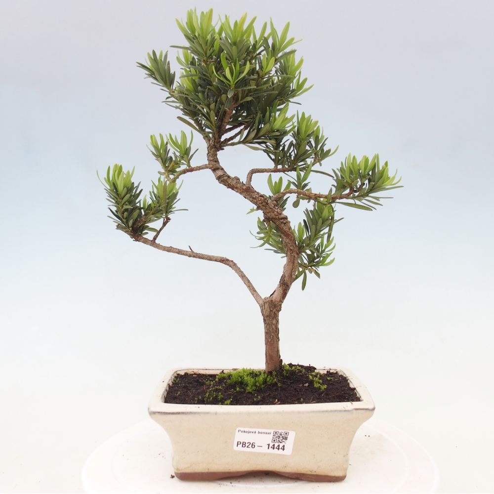 Szobai bonsai - Podocarpus - Kőtiszafa