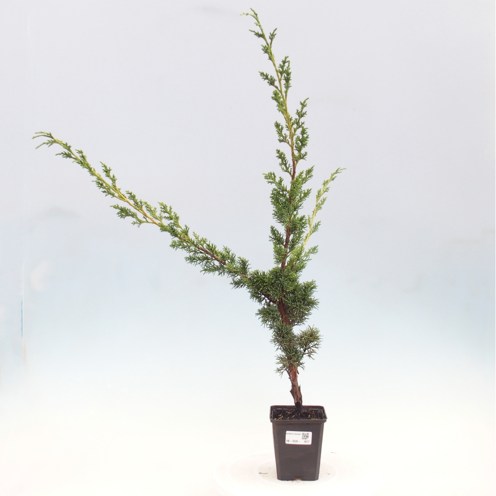 Kültéri bonsai - Juniperus chinensis Kishu