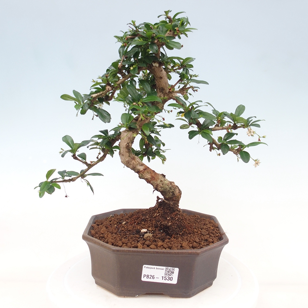 Szobai bonsai - Carmona macrophylla - Tea fuki
