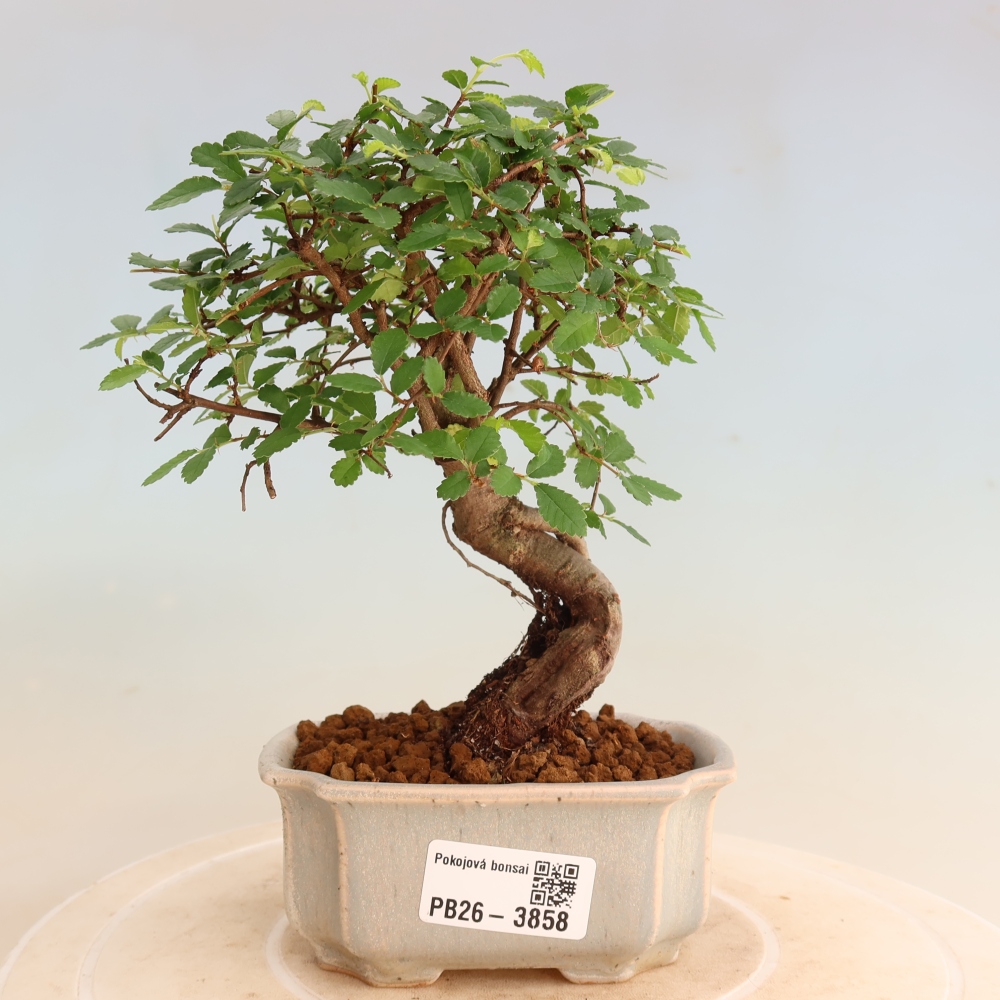 Szobai bonsai - Ulmus parvifolia - Kislevelű szilfa