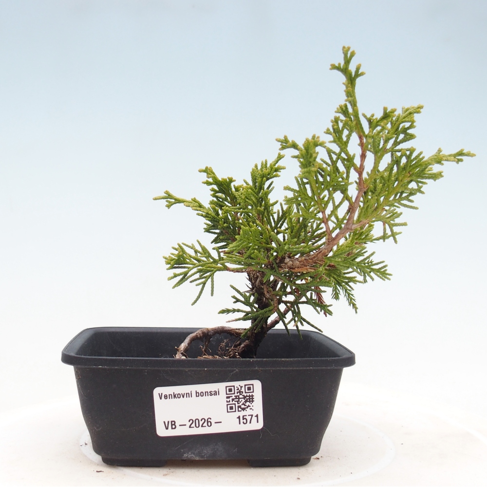 Kültéri bonsai - Juniperus chinensis Itoigawa