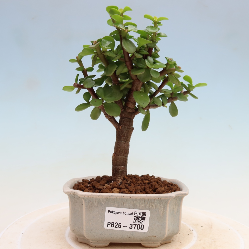 Szoba bonsai - Portulakaria Afra - Tlustice