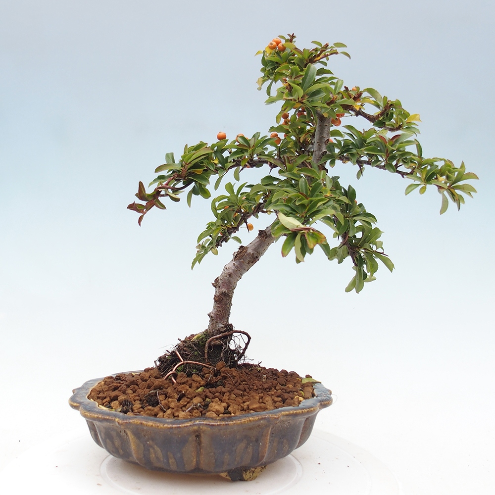 Kültéri bonsai-Pyracantha Teton - Hlox