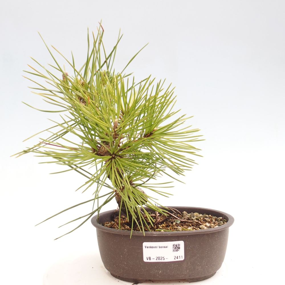 Kültéri bonsai - Pinus thunbergii - Thunberg fenyő