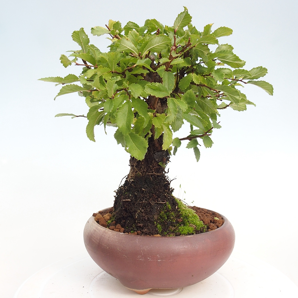 Kültéri bonsai - Zelkova - Zelkova NIRE