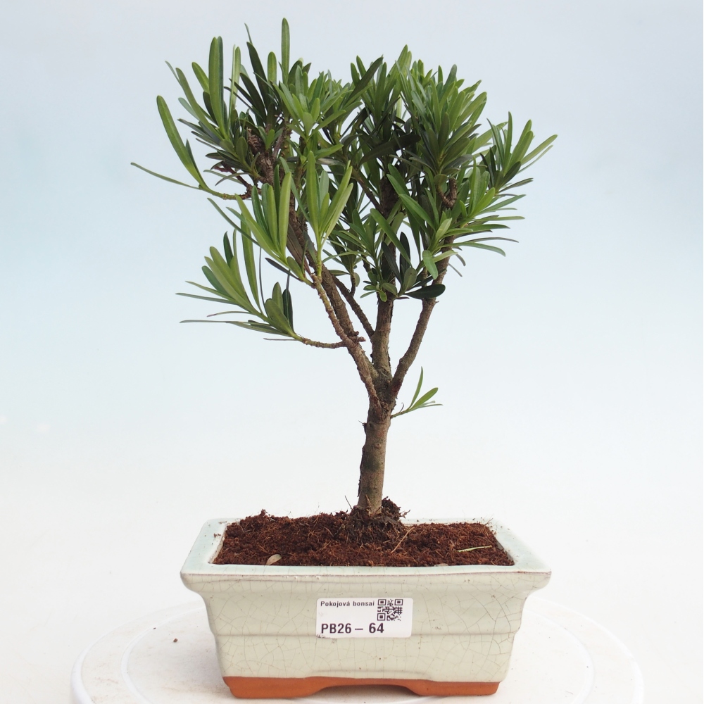 Szobai bonsai - Podocarpus - Kőtiszafa