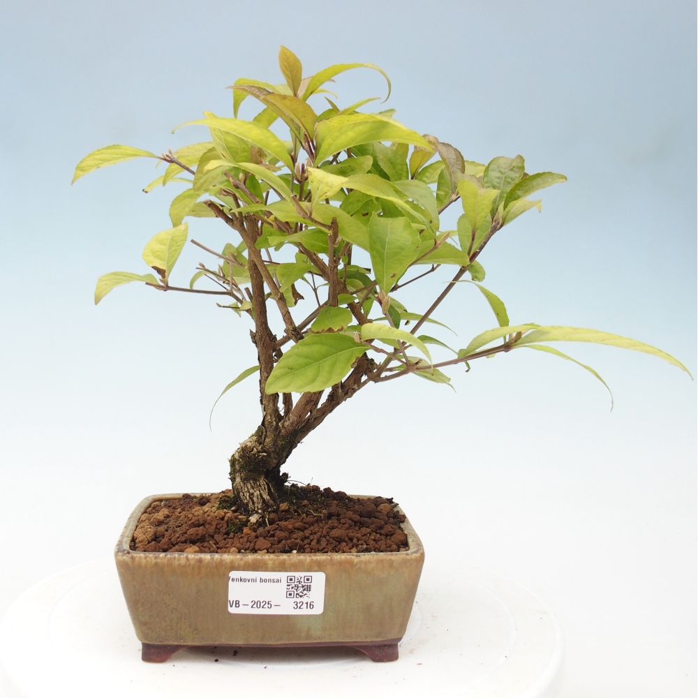 Kültéri bonsai - Callicarpa japonica