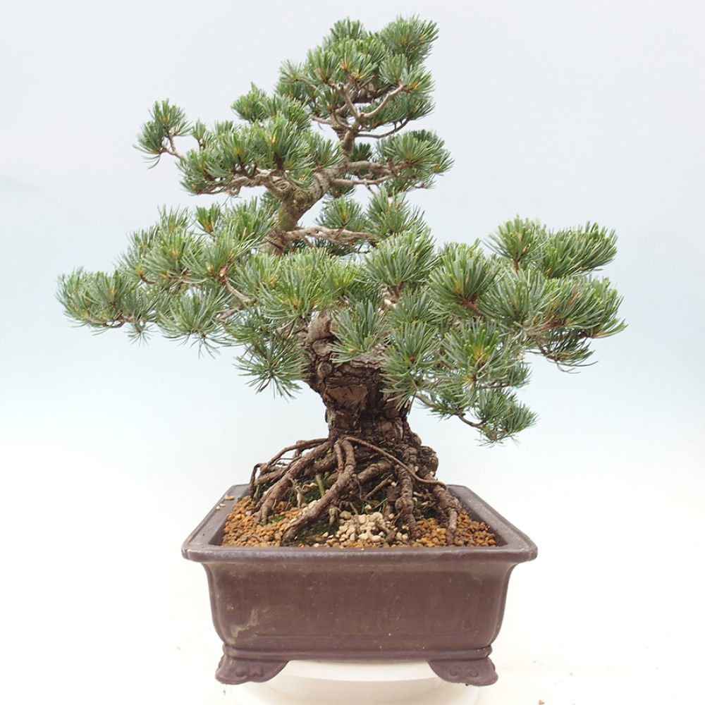 Kültéri bonsai - Pinus parviflora - Pinus parviflora