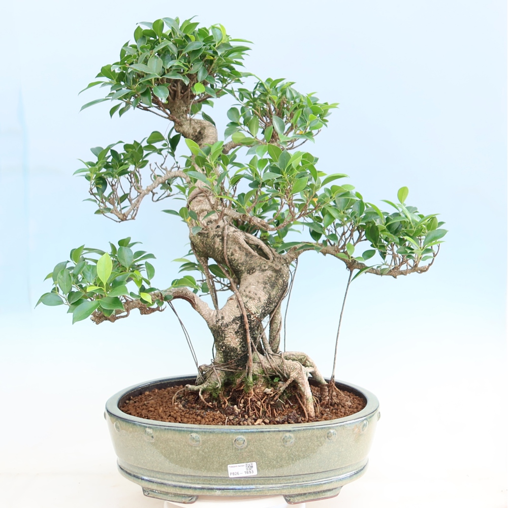 Szobai bonsai - Ficus kimmen - kislevelű fikusz