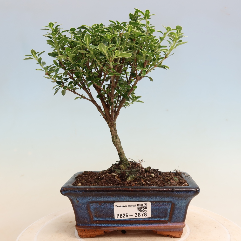 Szobai bonsai - Serissa foetida Variegata - Az ezer csillag fája