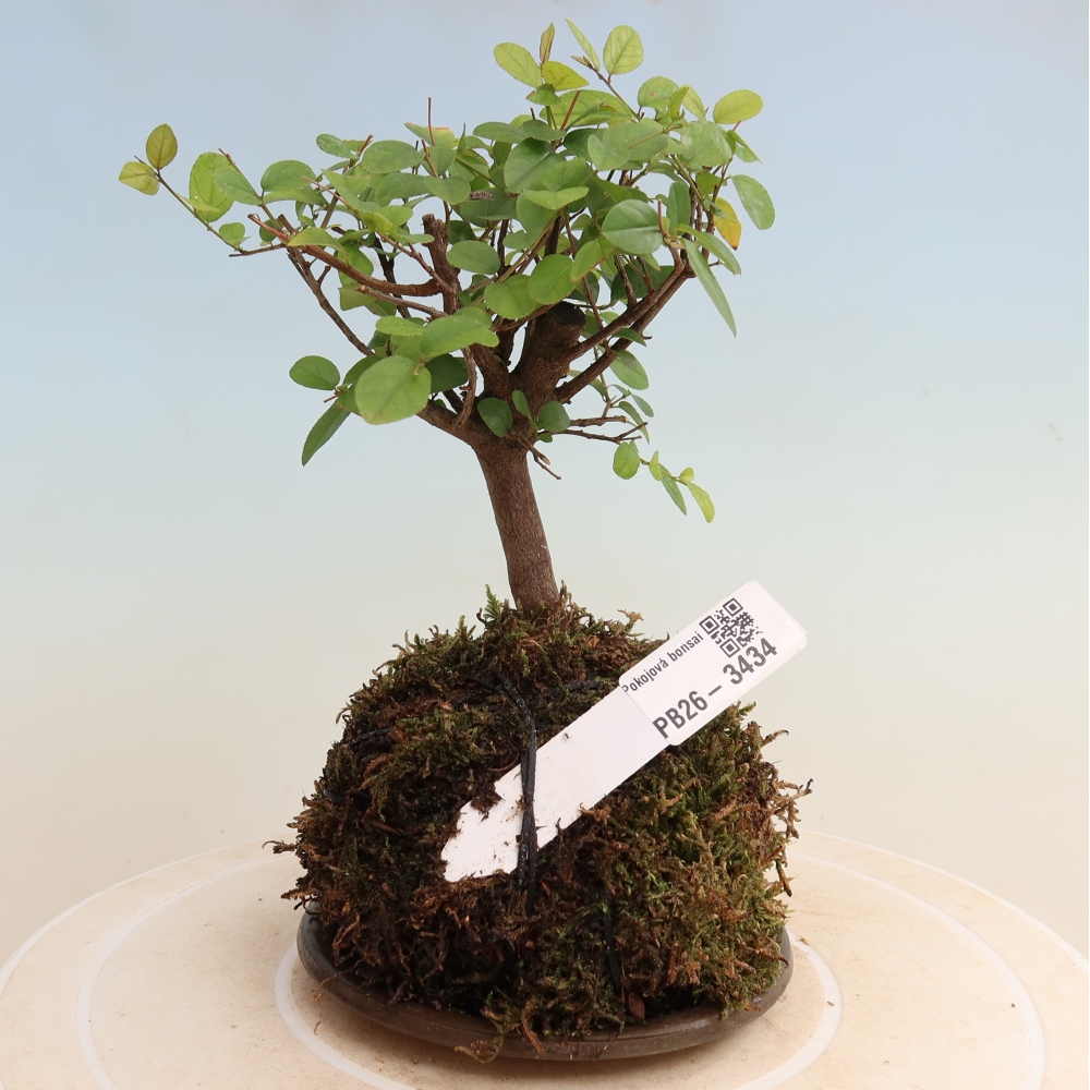 Kokedama alátéttel – Sagerécie thea – Sagerécie thea