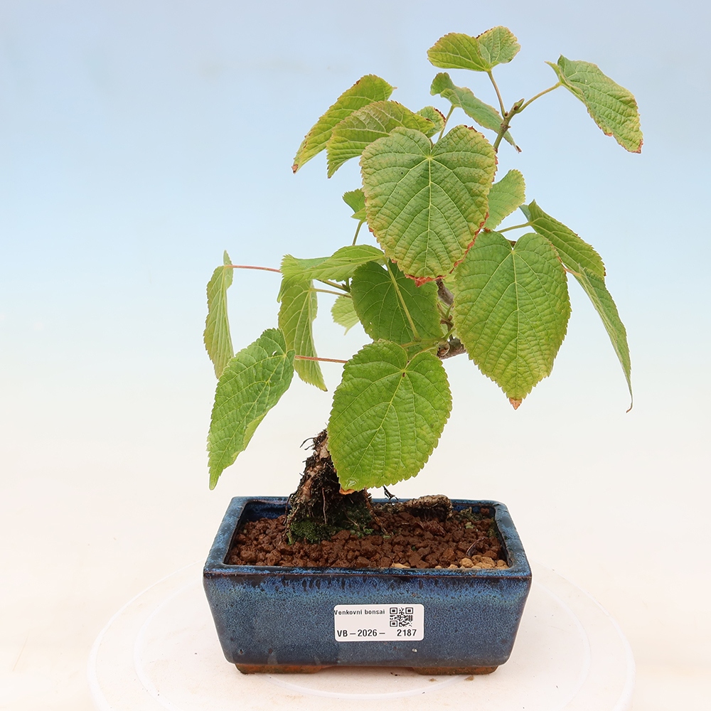 Kültéri bonsai – Szívlevelű hárs – Tilia cordata
