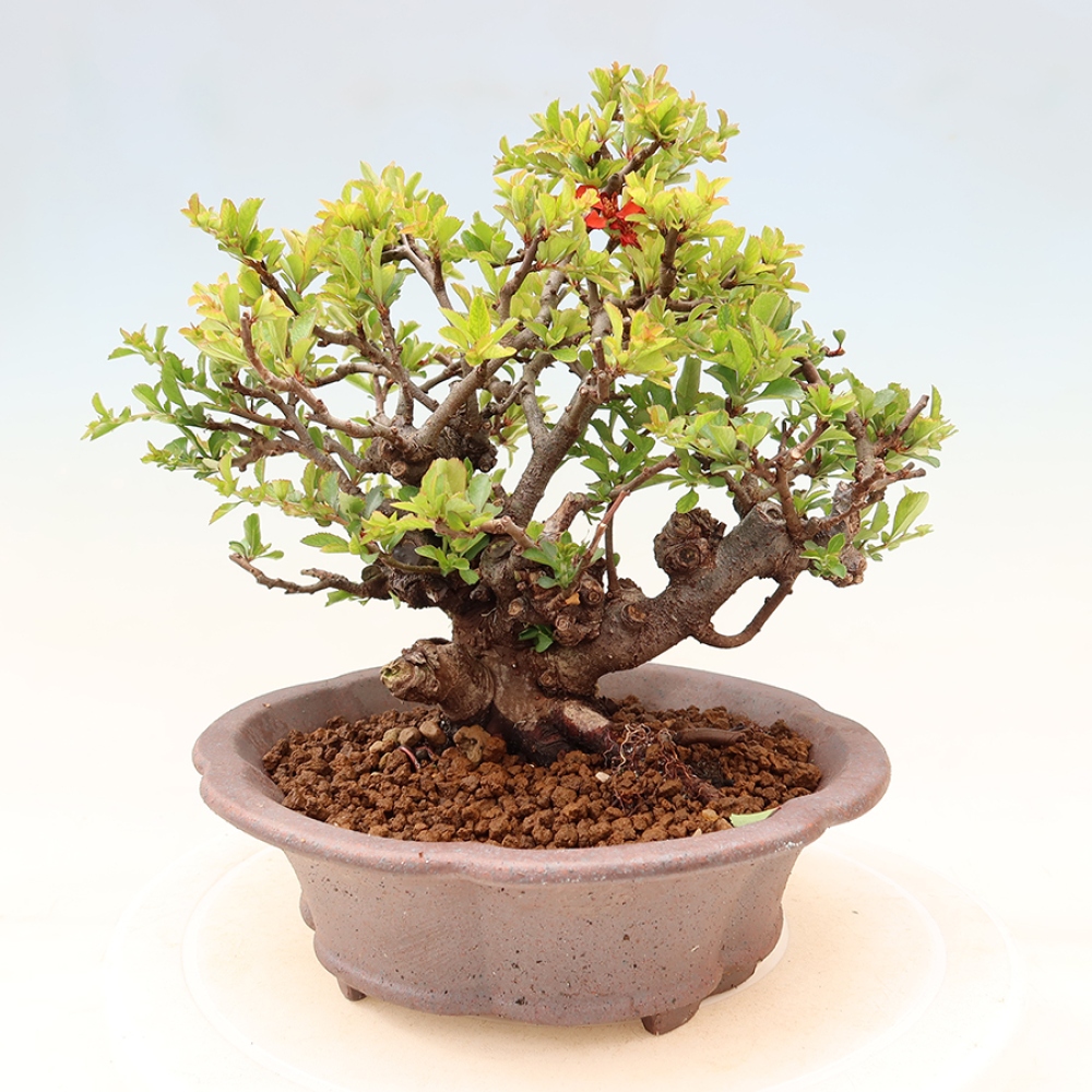 Kültéri bonsai - Chaneomeles speciosa Chojubai