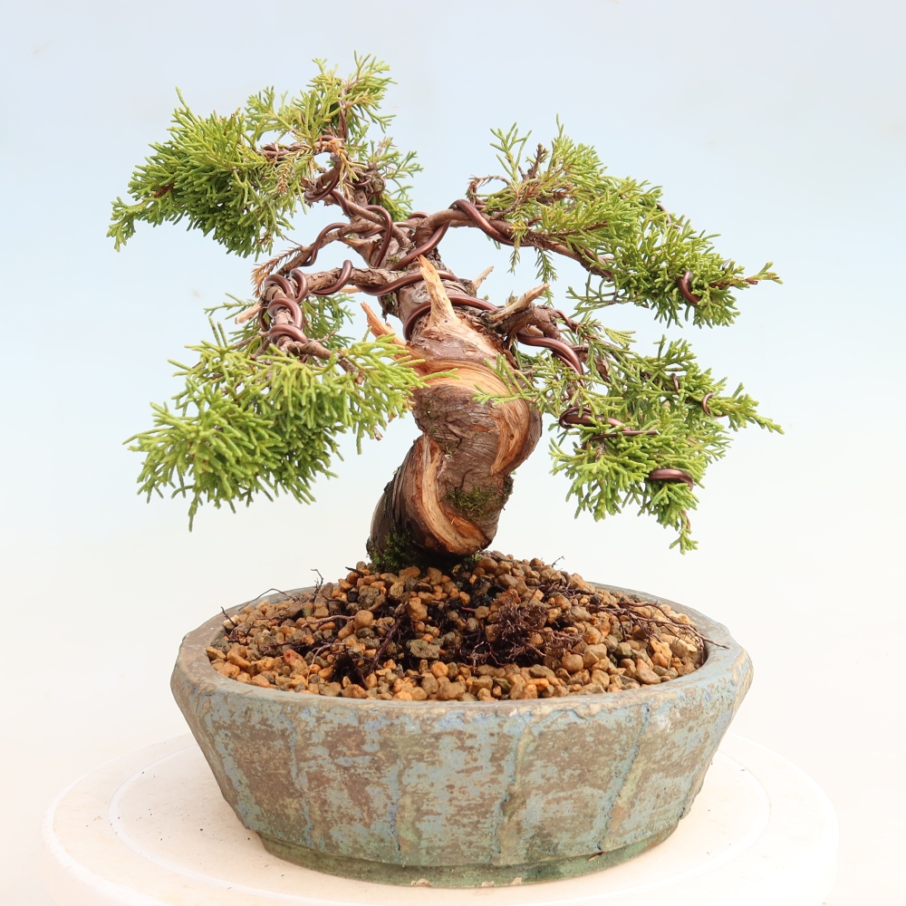 Kültéri bonsai - Juniperus chinensis Itoigawa-Juniperus chinensis