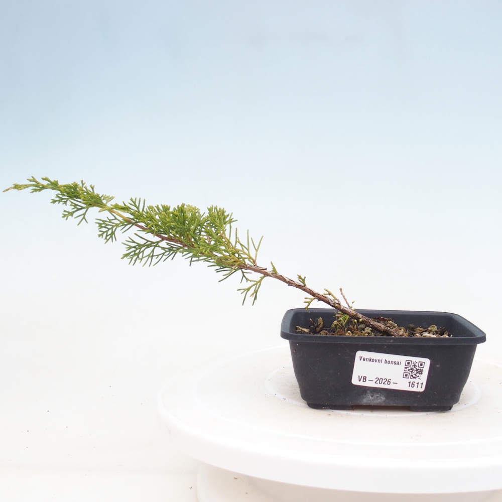 Kültéri bonsai - Juniperus chinensis Itoigawa