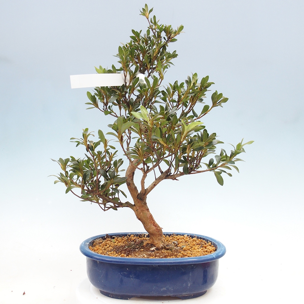 Kültéri bonsai - Japán azálea - Azalea HANABIN