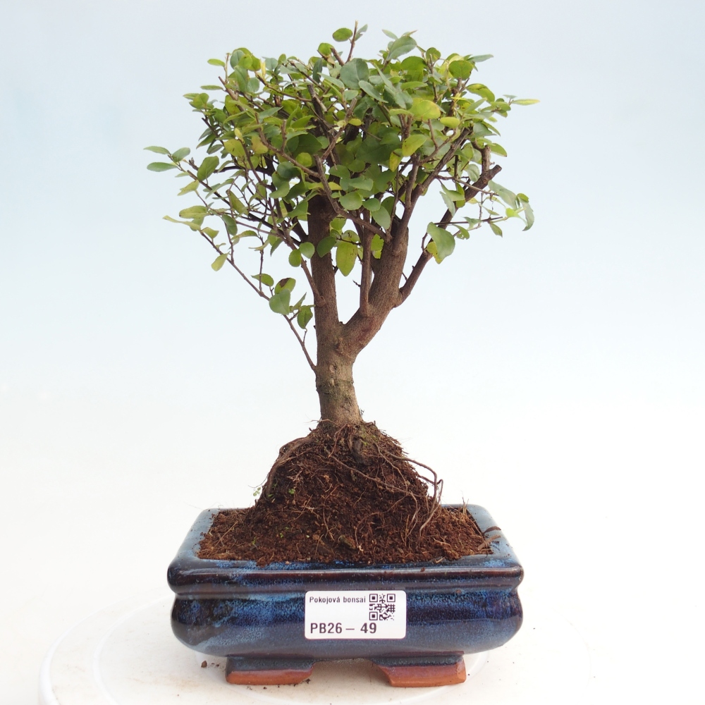 Szobai bonsai - Sageretia thea - Sageretia thea