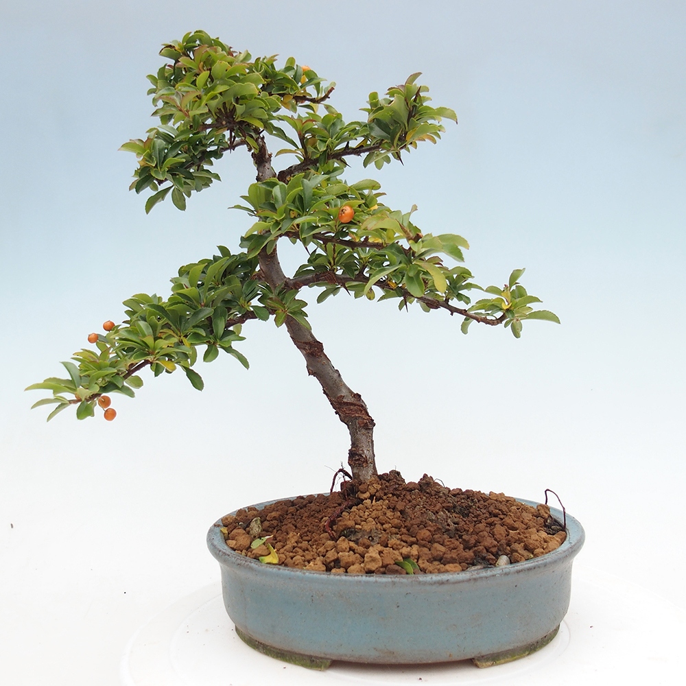 Kültéri bonsai-Pyracantha Teton - Hlox