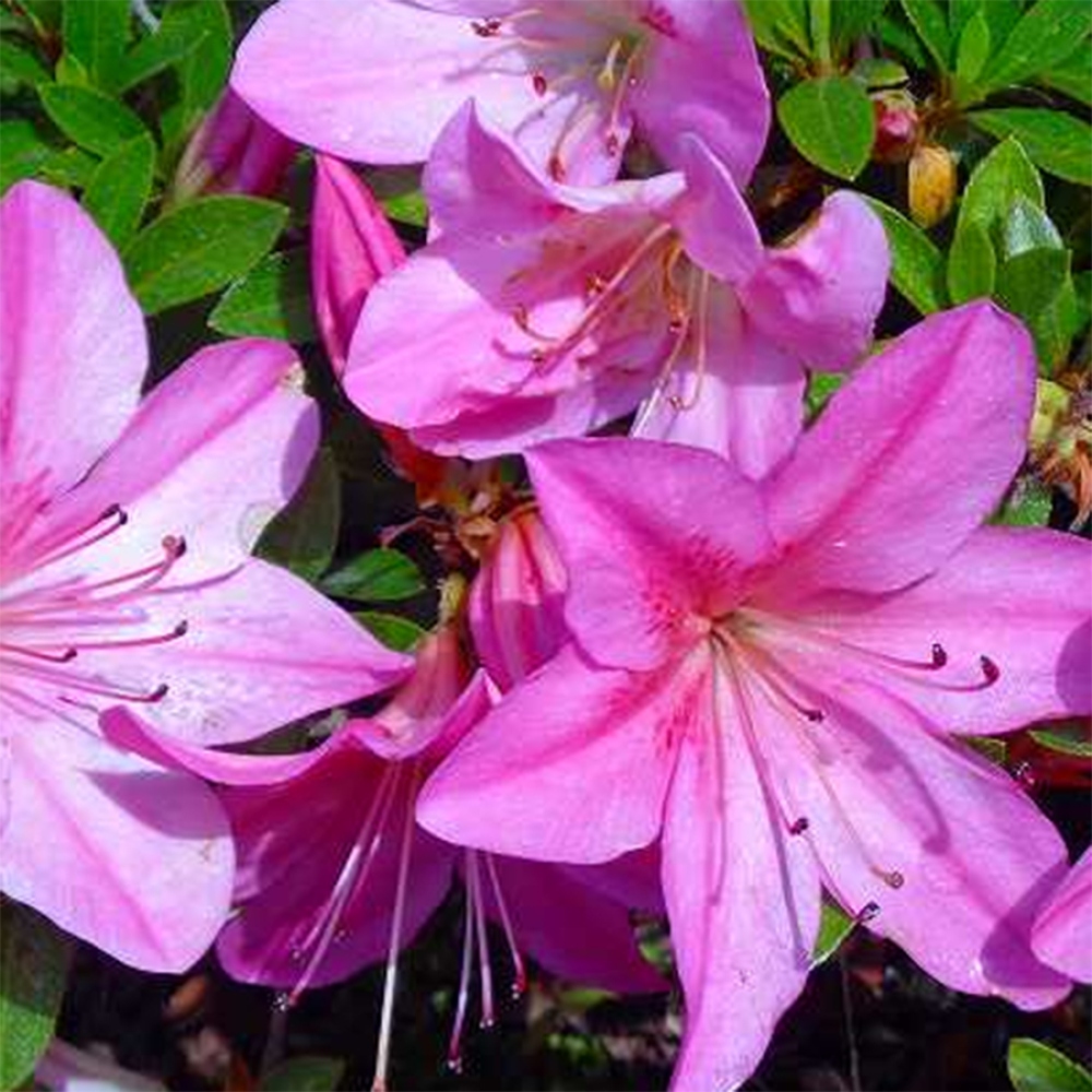 Kültéri bonsai - Japán azálea - Azalea Nasuno