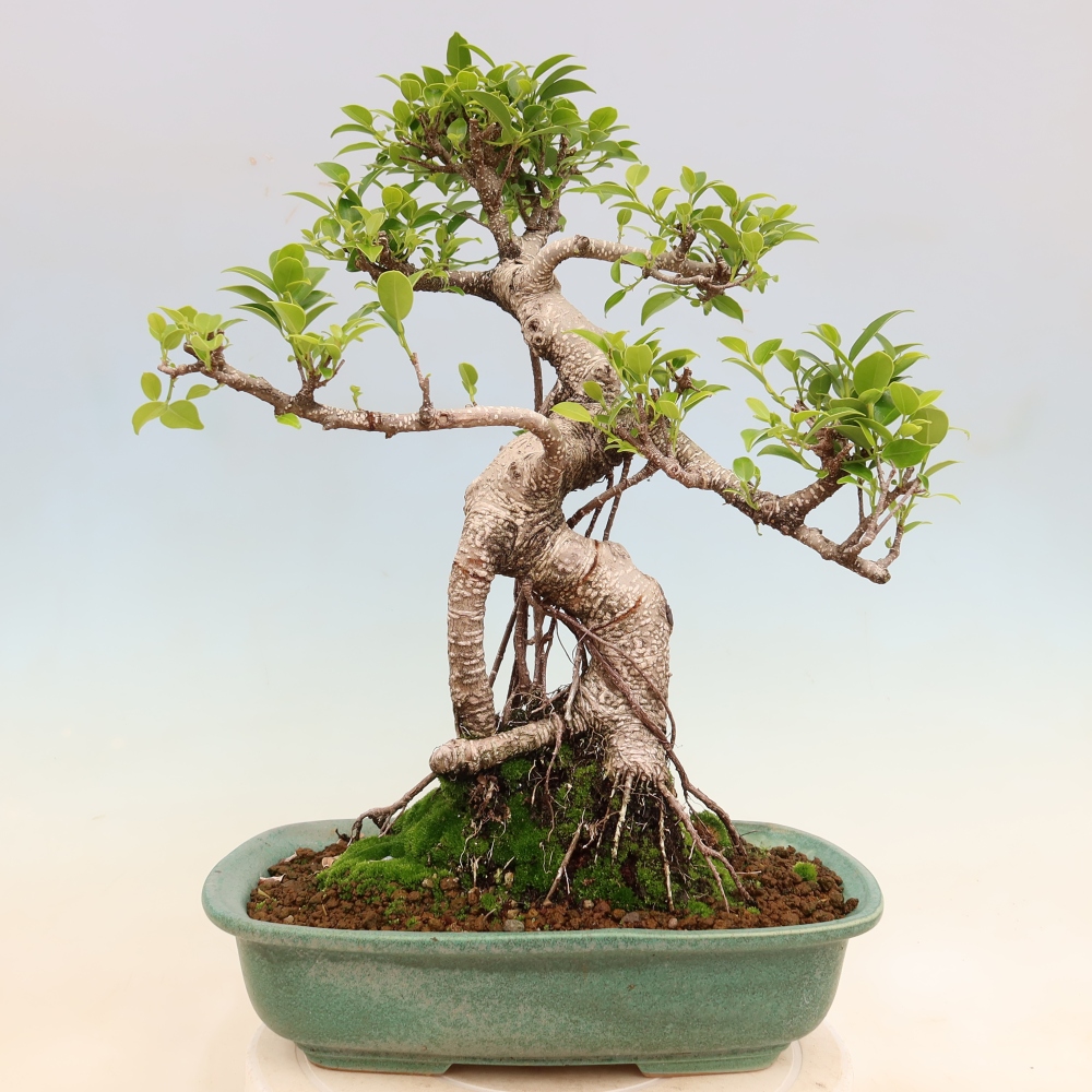 Szobai bonsai - Ficus kimmen - kislevelű fikusz