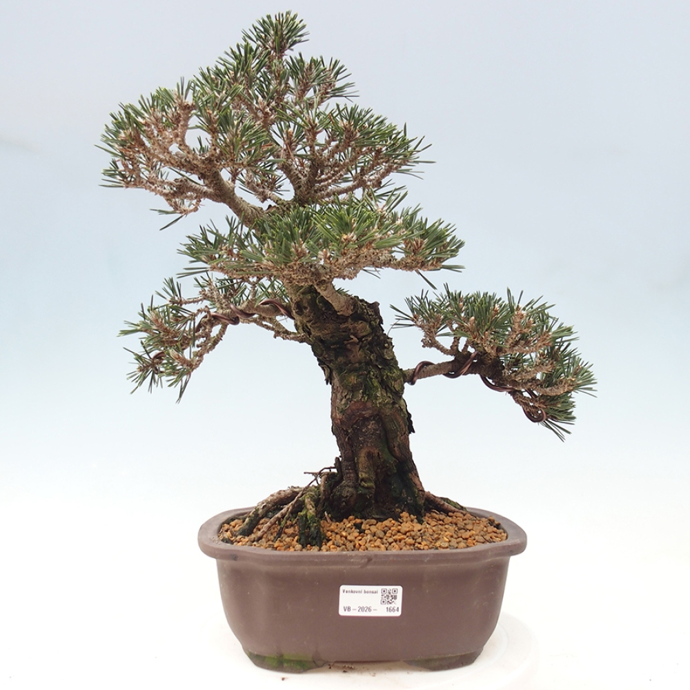 Kültéri bonsai - Pinus thunbergii Kotobuki - Thunberg fenyő