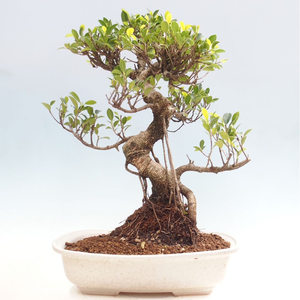 Szobai bonsai - Ficus kimmen - kislevelű fikusz