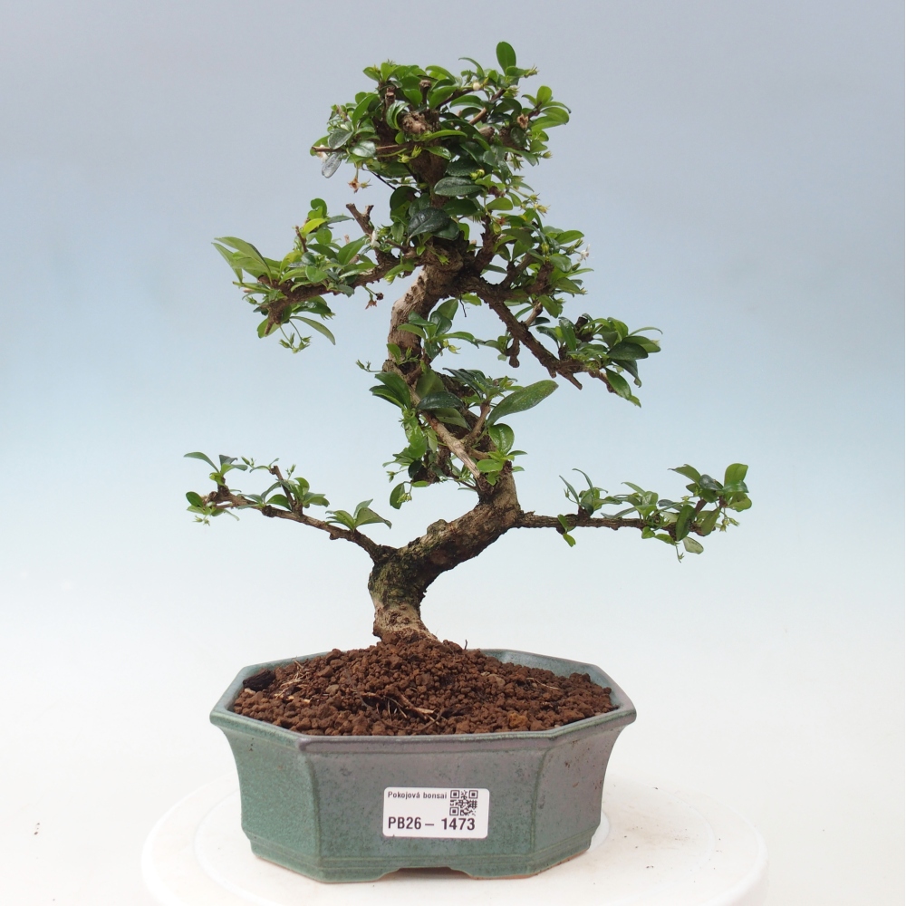 Szobai bonsai - Carmona macrophylla - Tea fuki