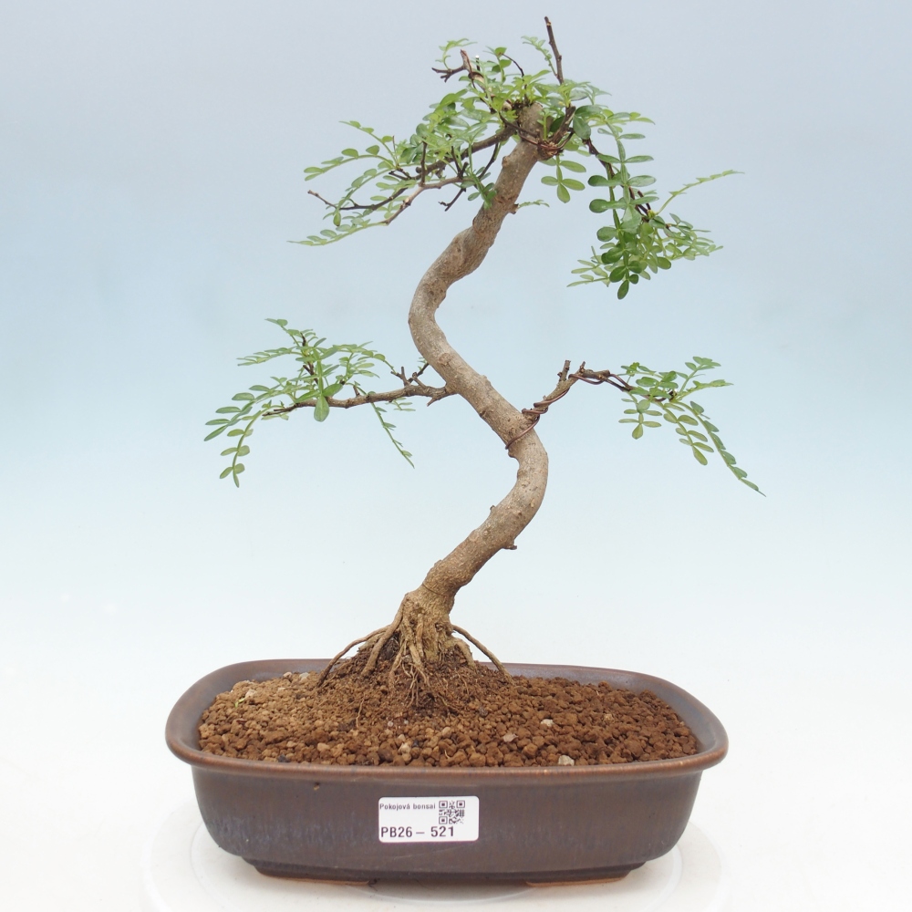 Szobai bonsai - Zantoxylum piperitum - borsfa