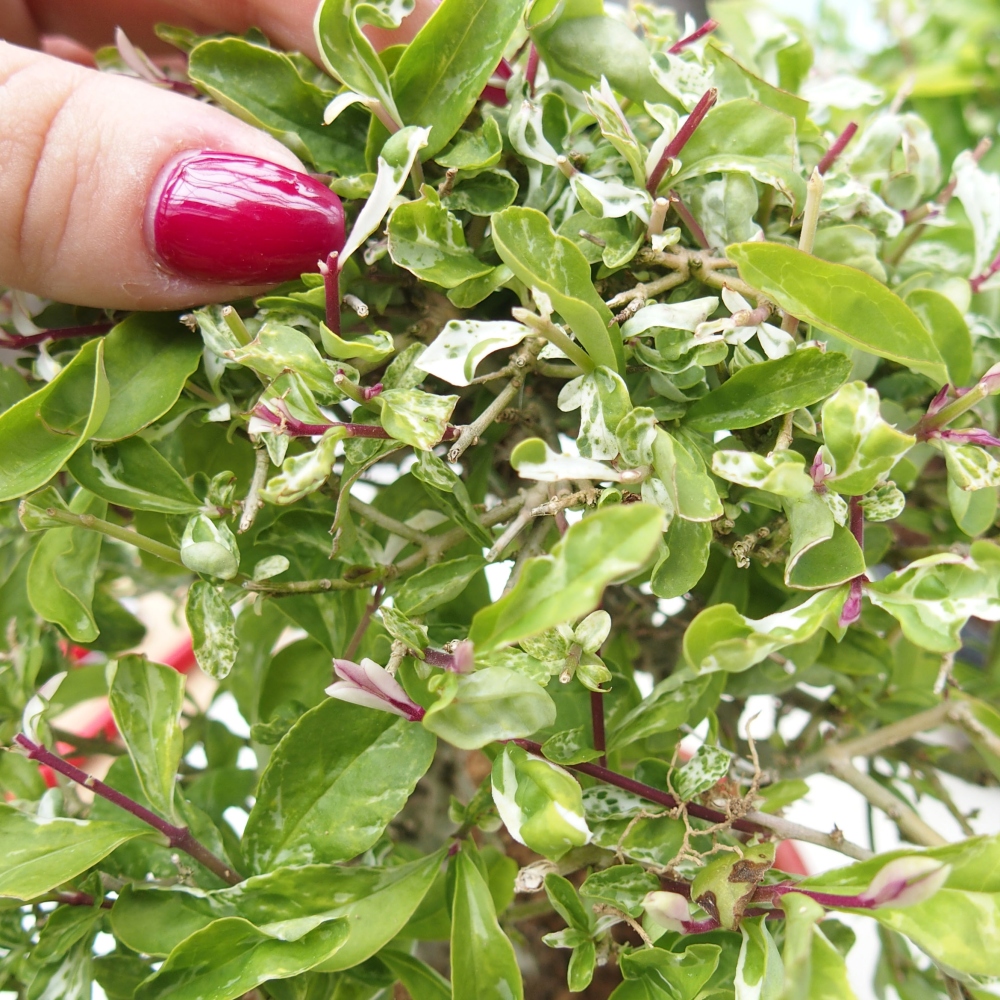 Kültéri bonsai - Ligustrum obtusifolium