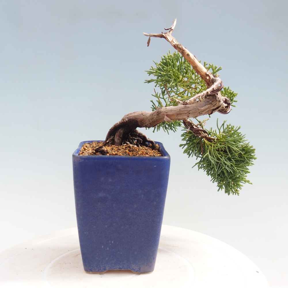 Kültéri bonsai - Juniperus chinensis Kishu
