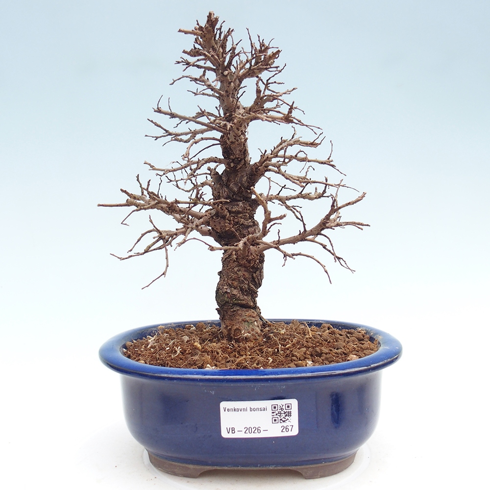 Kültéri bonsai - Zelkova - Zelkova NIRE