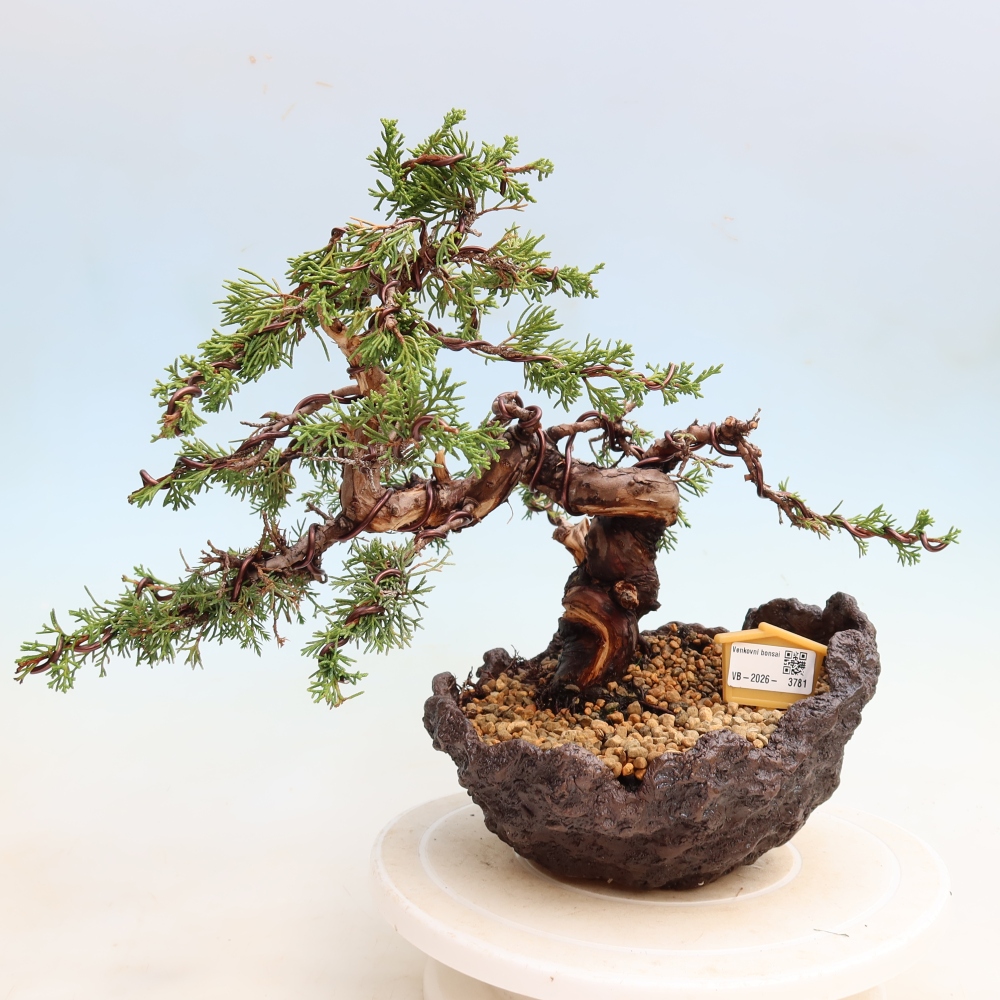 Kültéri bonsai - Juniperus chinensis Itoigawa-Juniperus chinensis