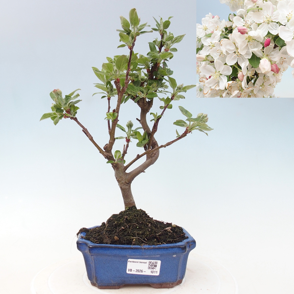 Kültéri bonsai -Malus halliana - Kis gyümölcsű almafa