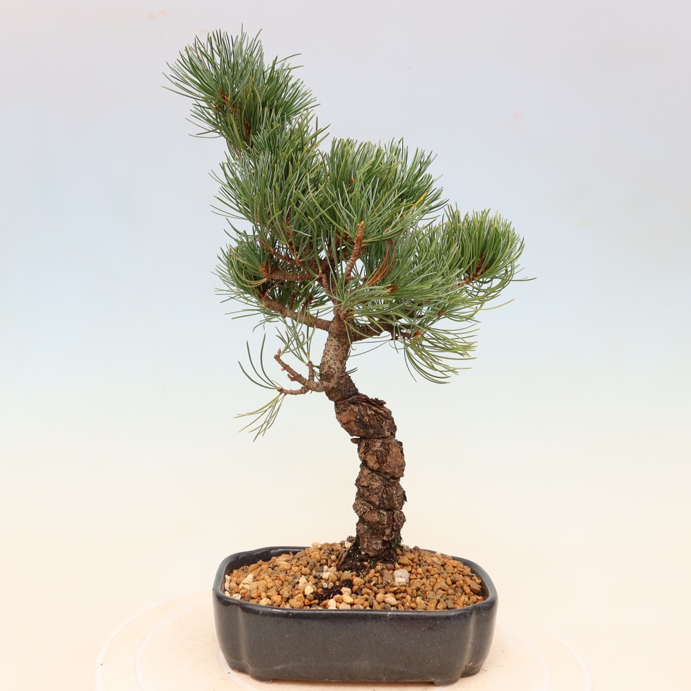 Kültéri bonsai - Pinus parviflora - Pinus parviflora