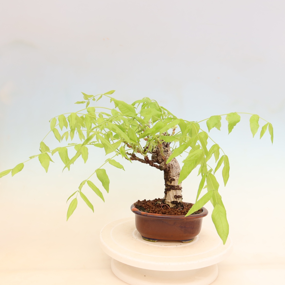 Kültéri bonsai - Wisteria floribunda