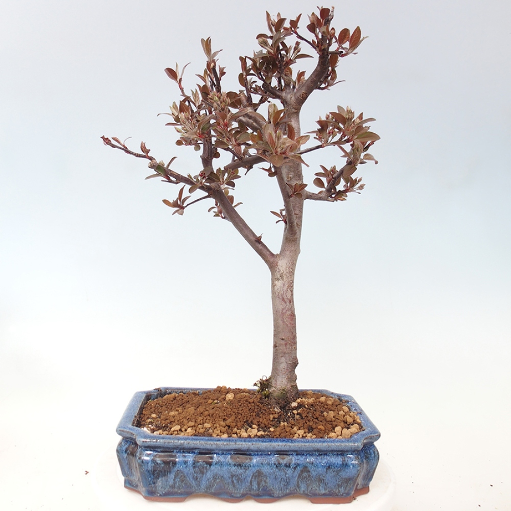 Kültéri bonsai -Malus domestica - Kis gyümölcsű piros levelű almafa