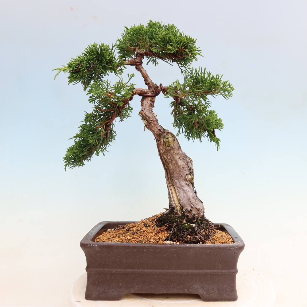 Kültéri bonsai - Juniperus chinensis Itoigawa-Juniperus chinensis