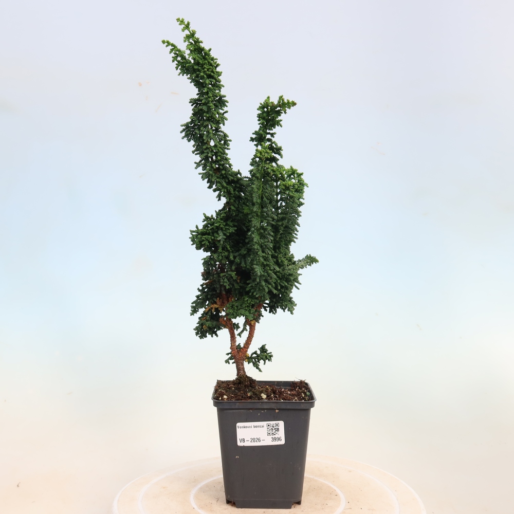 Kültéri bonsai - Cham. obtusa SEKKA HINOKI - Cifra ciprus