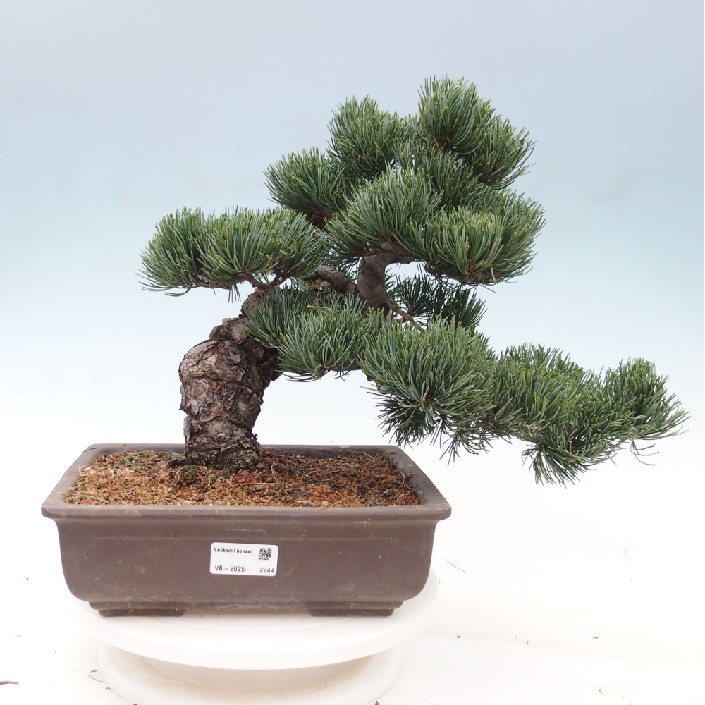 Kültéri bonsai - Pinus parviflora - Pinus parviflora