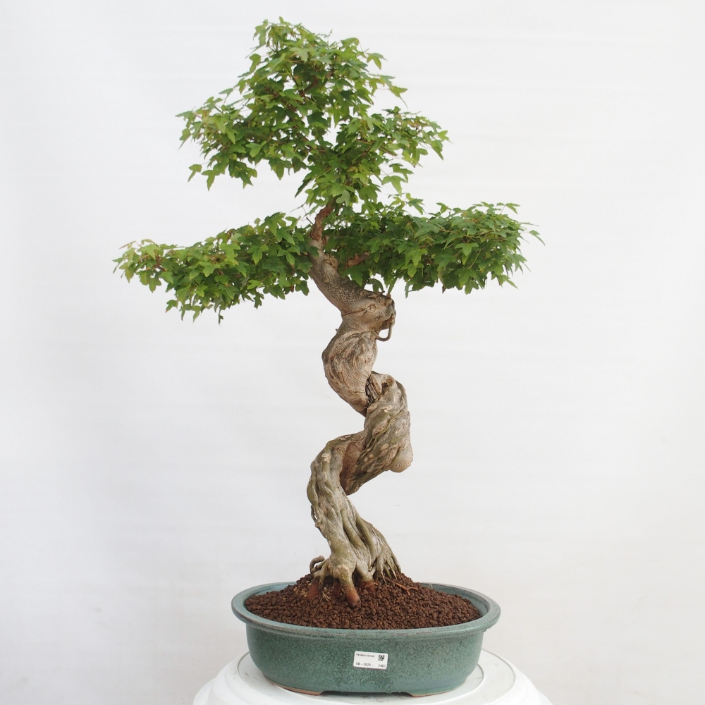 Kültéri bonsai - Acer Buergerianum - Burger juhar
