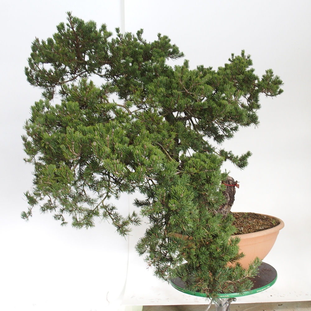 Yamadori - Pinus sylvestris Spanyolország