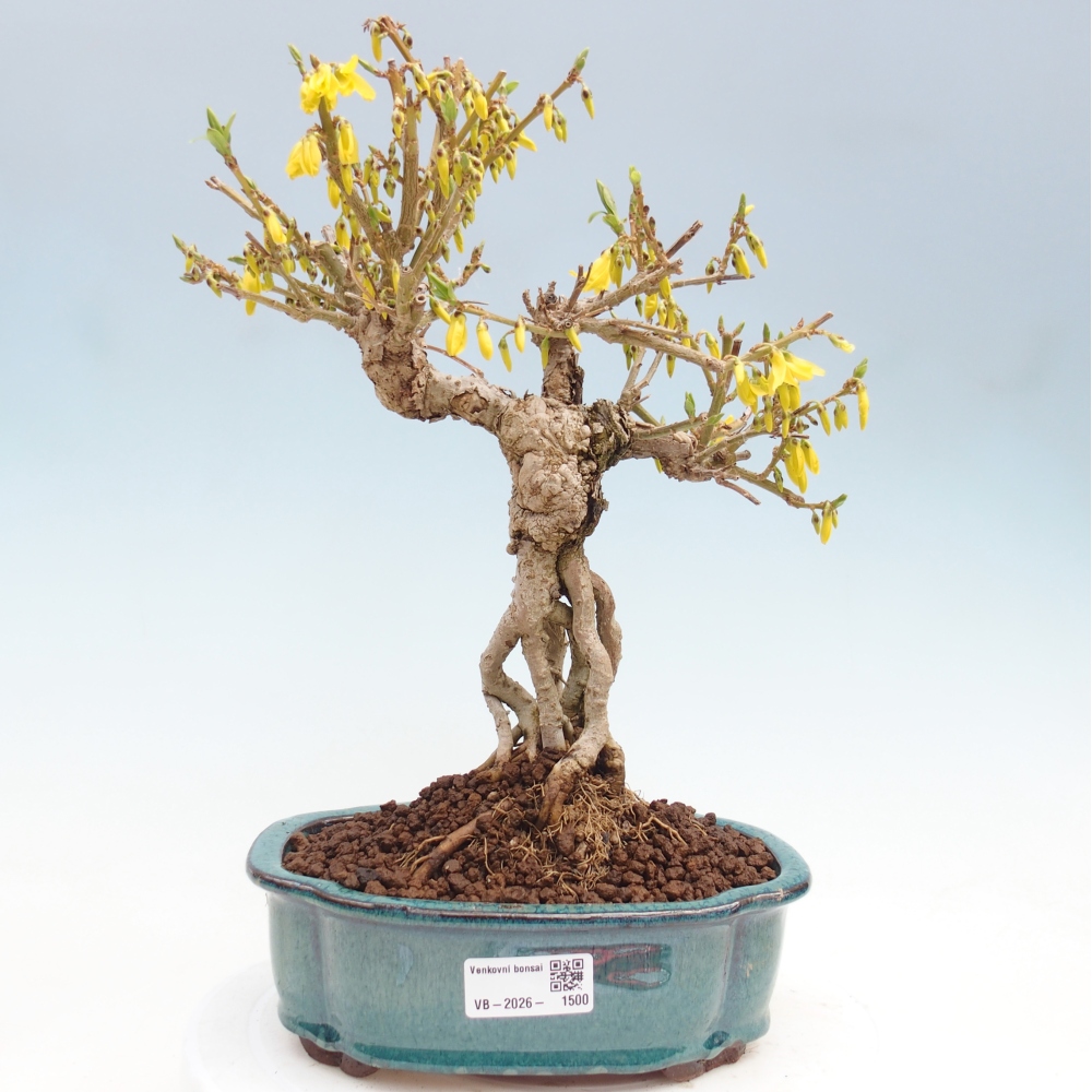 Kültéri bonsai - Zlatice - Forsythia koreana