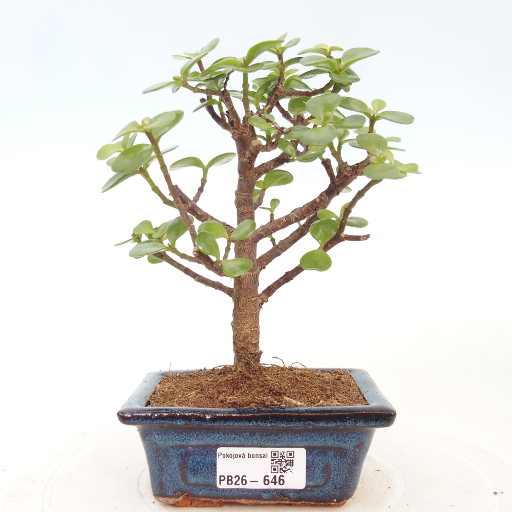 Szoba bonsai - Portulakaria Afra - Tlustice