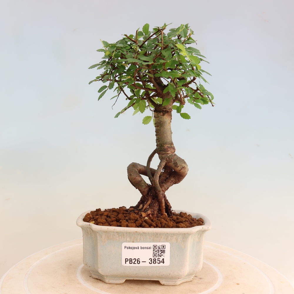 Szobai bonsai - Ulmus parvifolia - Kislevelű szilfa
