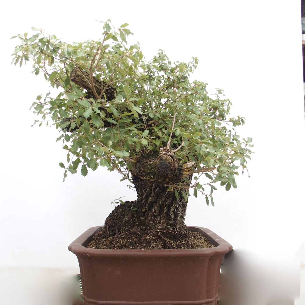 Yamadori - Quercus Ilex - Tölgy magyal