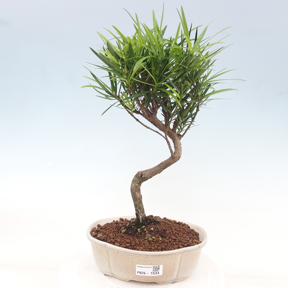 Szobai bonsai - Podocarpus - Kőtiszafa